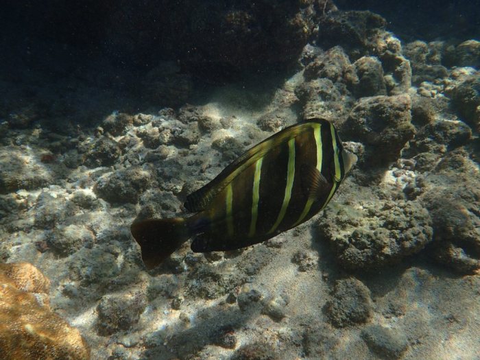 Zebrasoma velifer