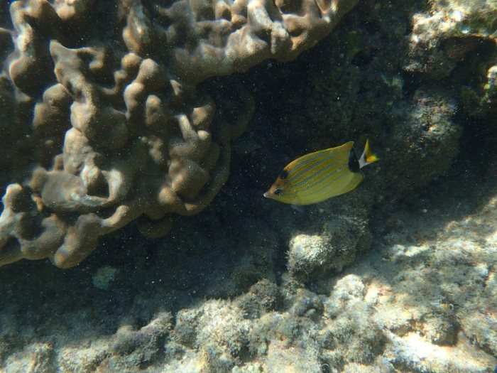 Chaetodon fremblii