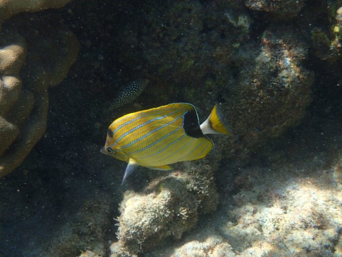 Chaetodon fremblii