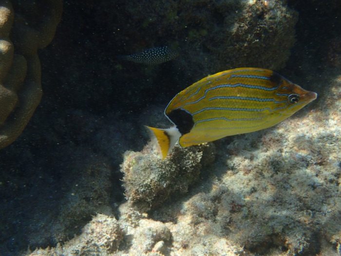 Chaetodon fremblii