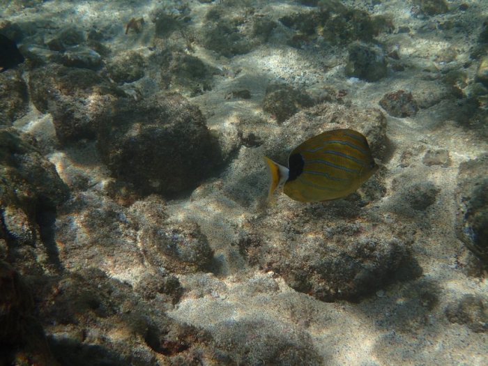Chaetodon fremblii