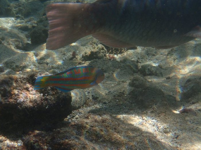Thalassoma trilobatum