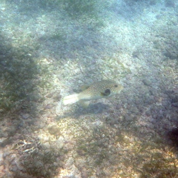 Arothron hispidus