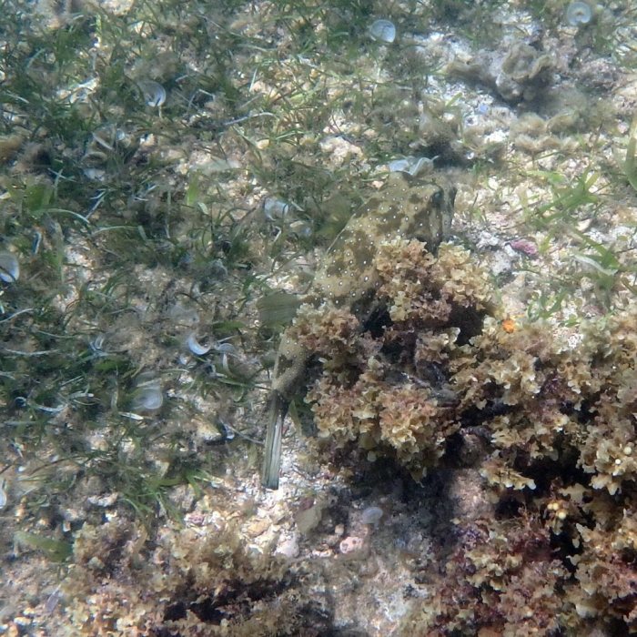 Arothron hispidus