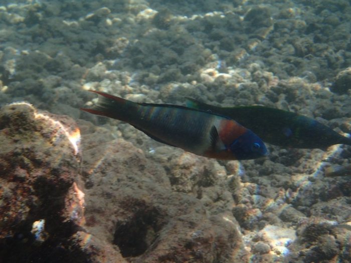 Thalassoma duperrey