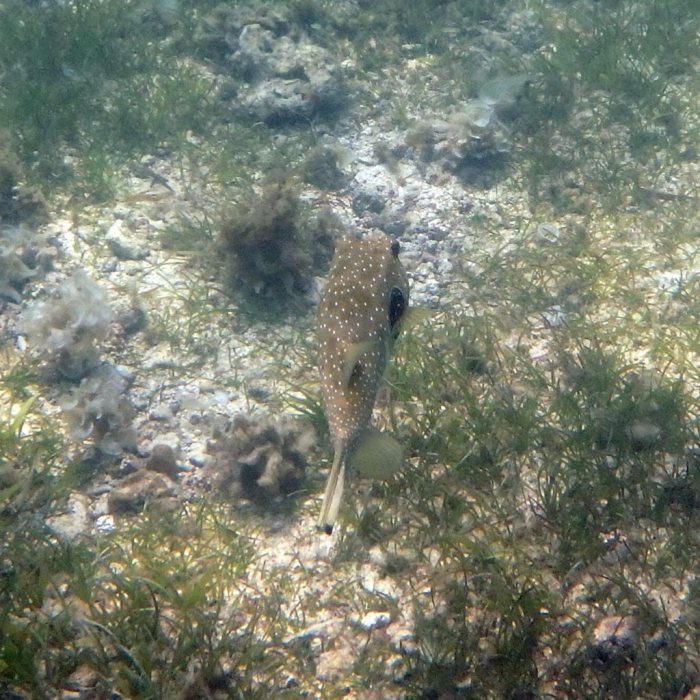Arothron hispidus