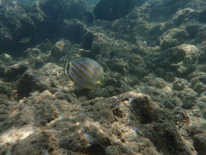 Chaetodon ornatissimus