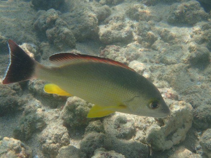 Lutjanus fulvus