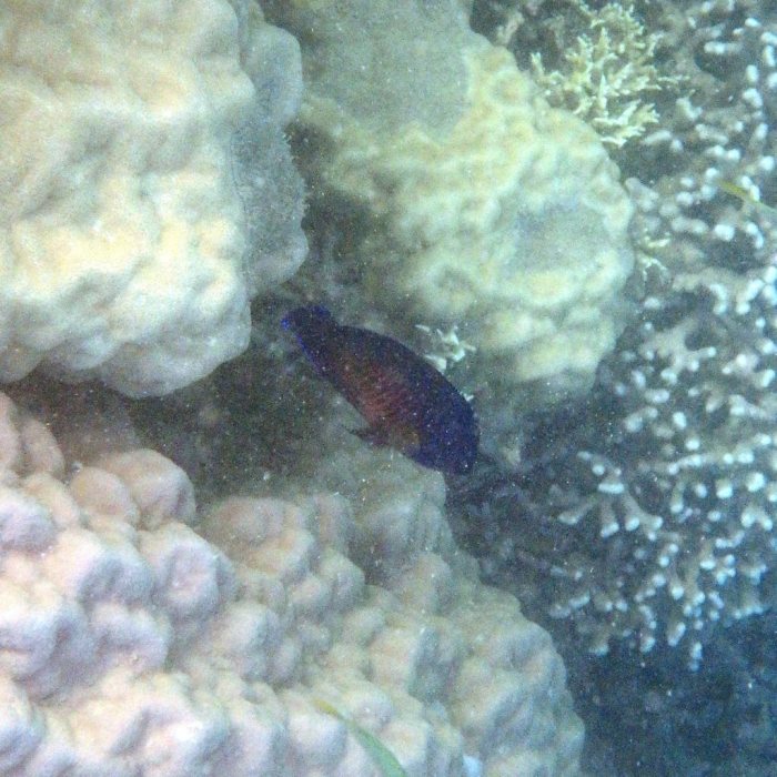 Centropyge bispinosa