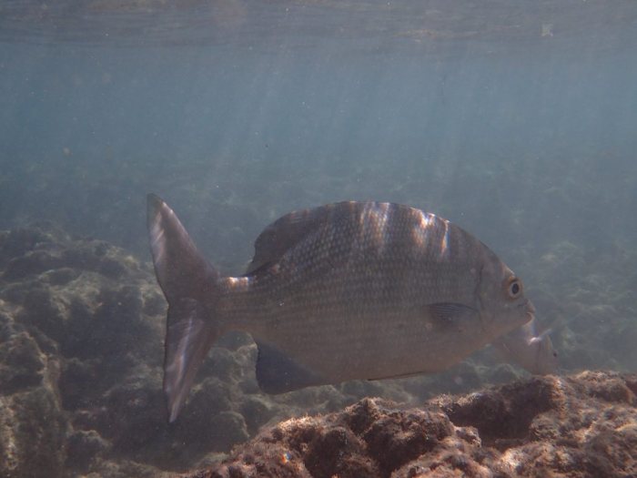 Kyphosus cinerascens