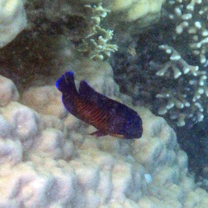 Centropyge bispinosa