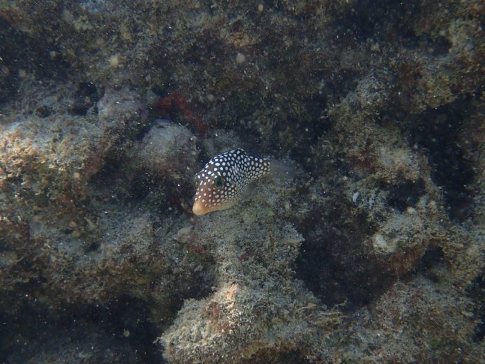 Canthigaster jactator