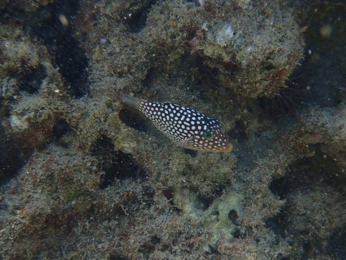 Canthigaster jactator