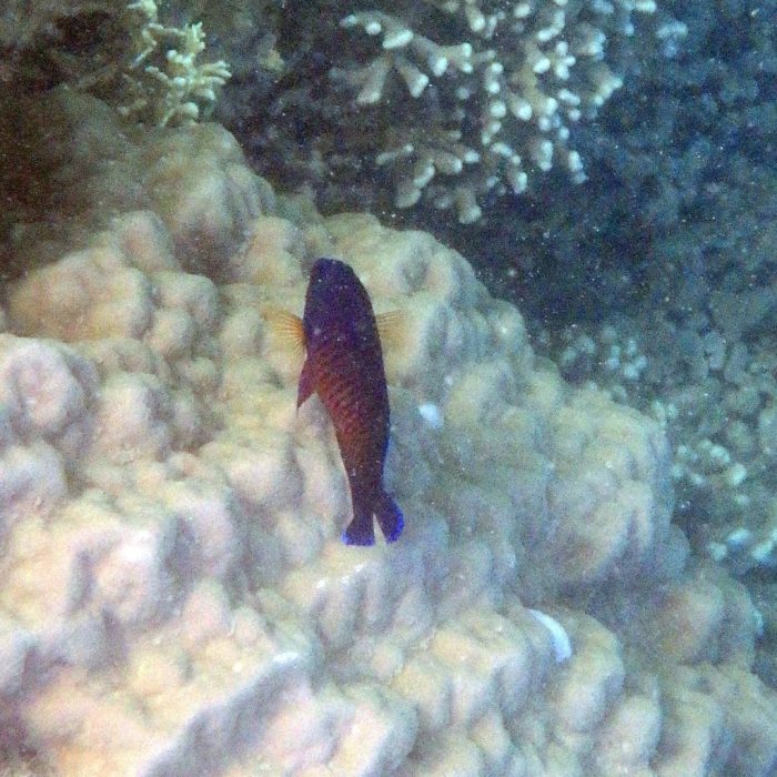 Centropyge bispinosa