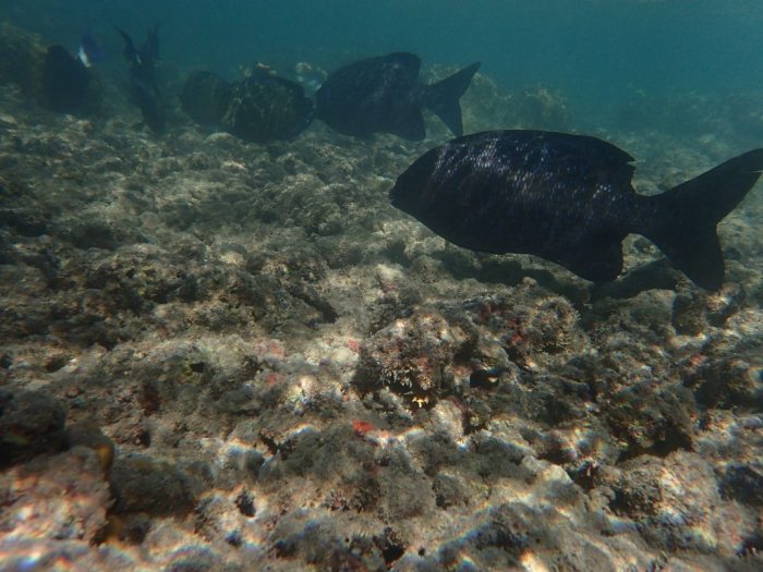 Kyphosus cinerascens