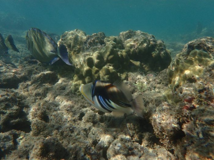 Rhinecanthus aculeatus