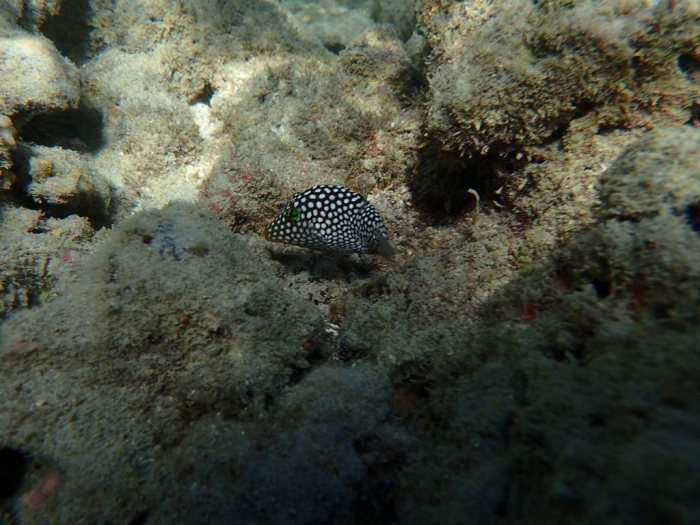 Canthigaster jactator