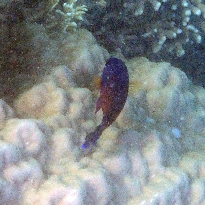 Centropyge bispinosa