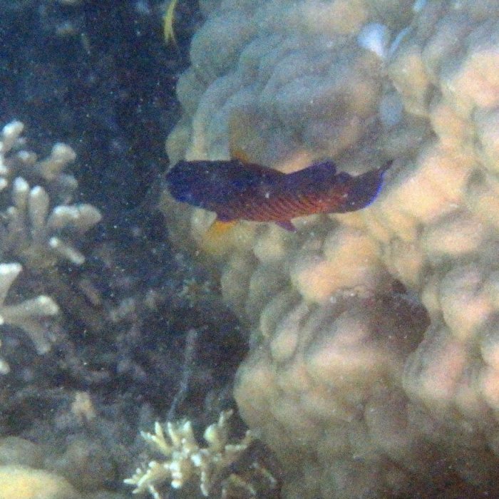 Centropyge bispinosa