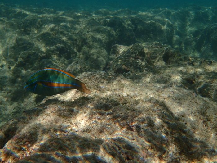 Stethojulis balteata