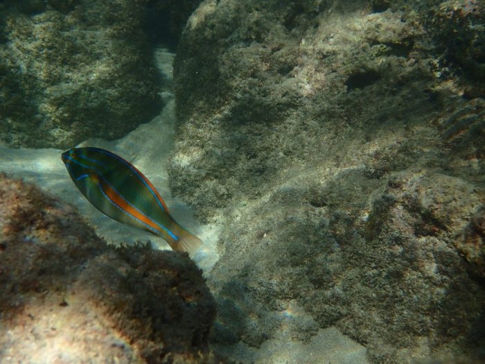 Stethojulis balteata