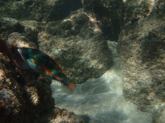 Stethojulis balteata