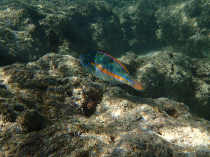 Stethojulis balteata