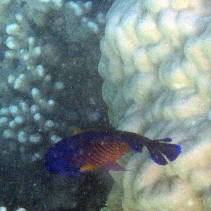 Centropyge bispinosa