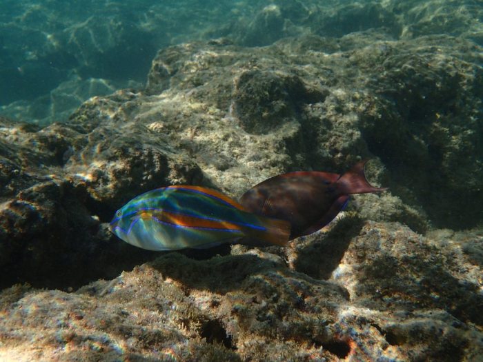 Stethojulis balteata