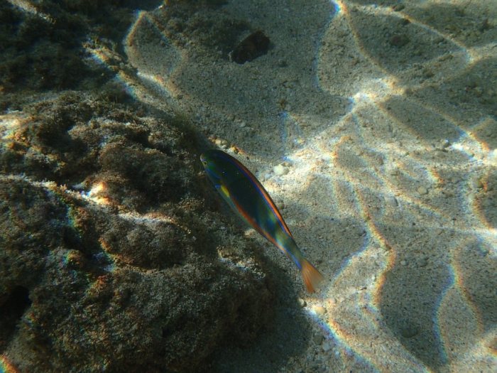 Stethojulis balteata