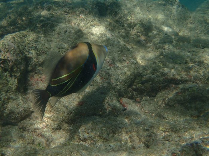 Rhinecanthus rectangulus
