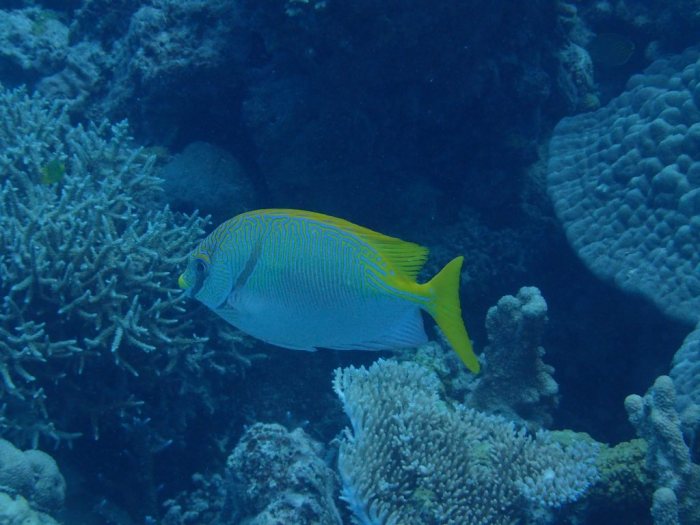 Siganus doliatus