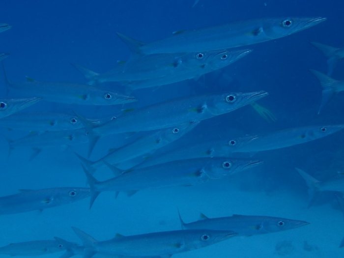 Barracouda