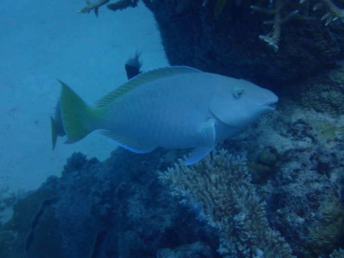 Poisson-perroquet