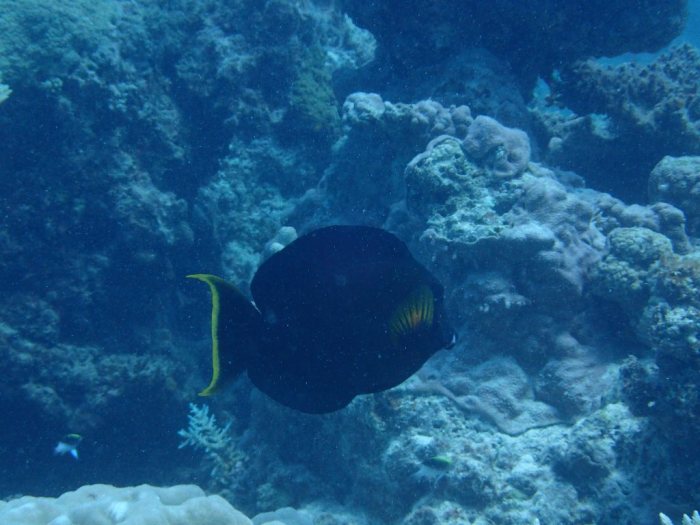 Acanthurus pyroferus