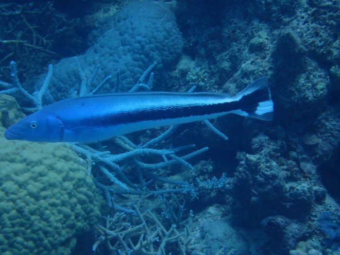 Malacanthus latovittatus