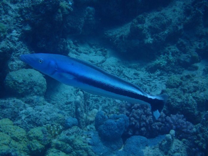 Malacanthus latovittatus