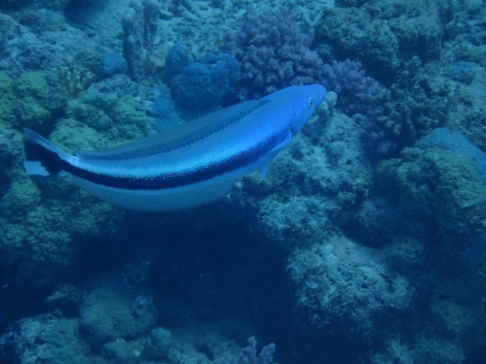 Malacanthus latovittatus