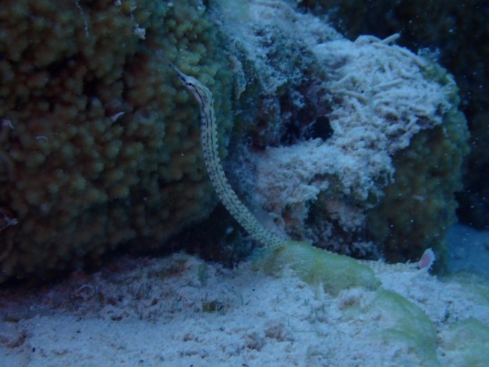 Corythoichthys ocellatus
