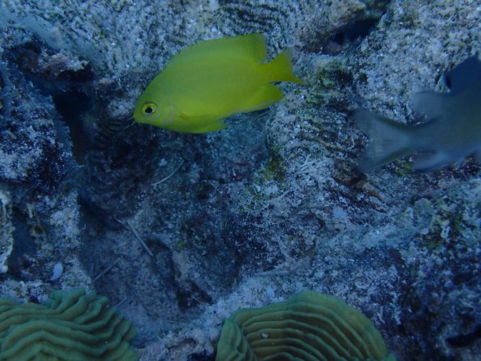 Pomacentrus moluccensis