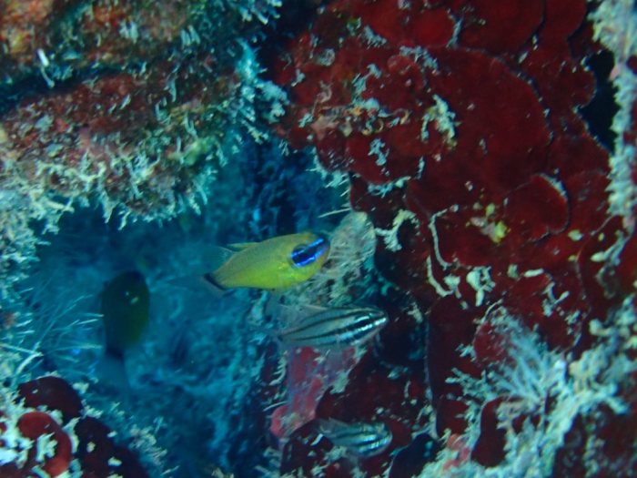 Ostorhinchus aureus