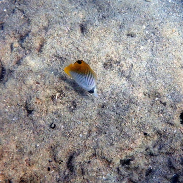 Chaetodon auriga