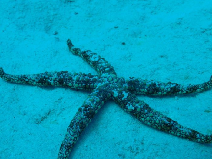 Nardoa gomophia