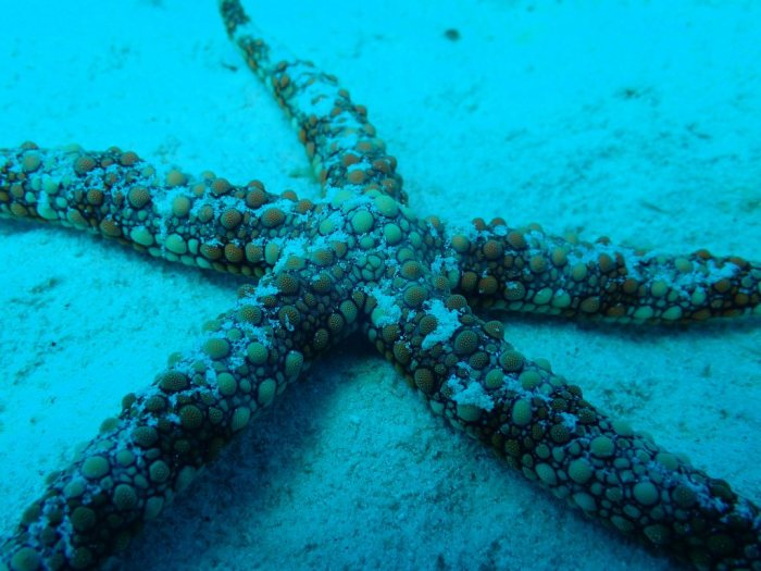 Nardoa gomophia