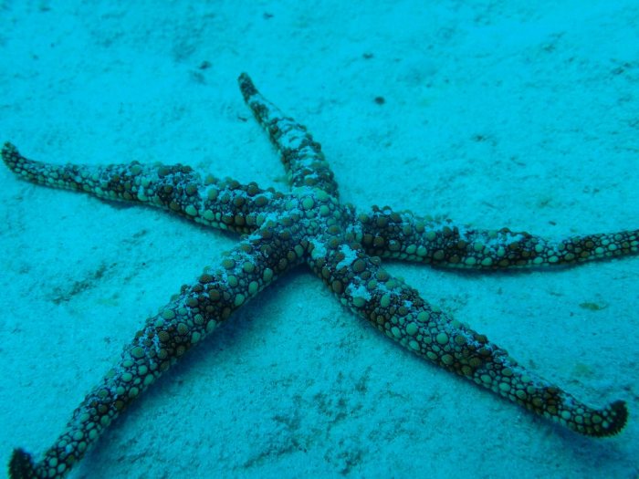 Nardoa gomophia