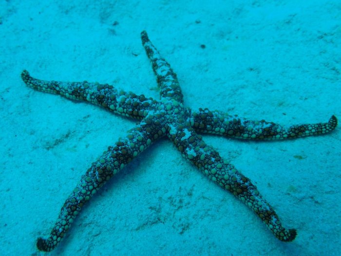 Nardoa gomophia