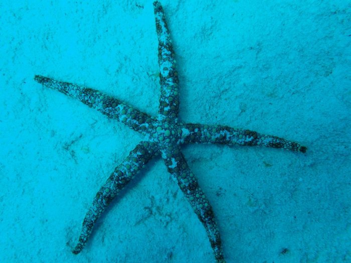 Nardoa gomophia