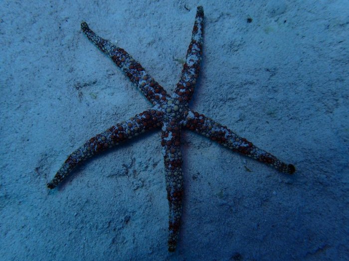 Nardoa gomophia