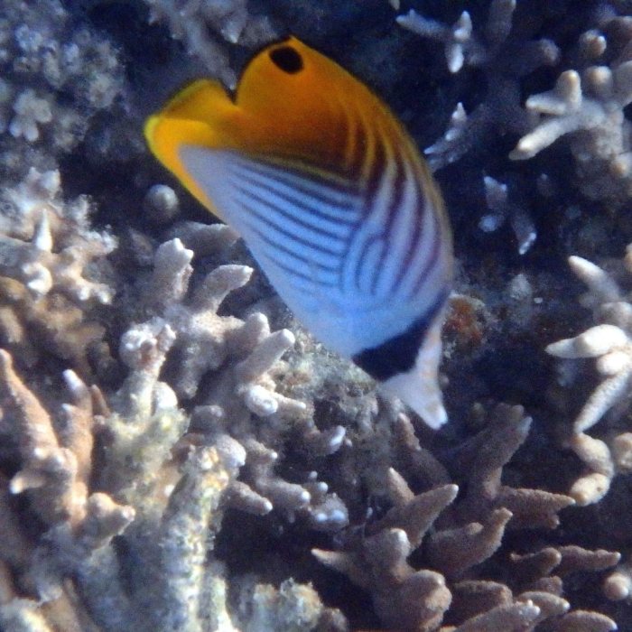 Chaetodon auriga