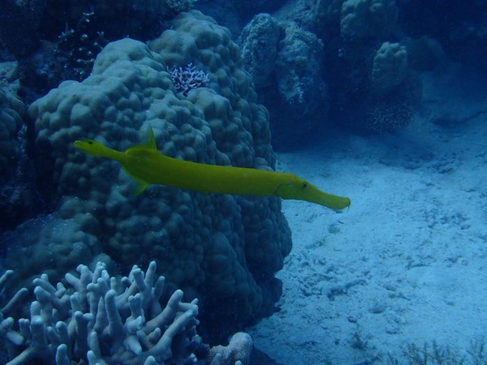 Aulostomus chinensis